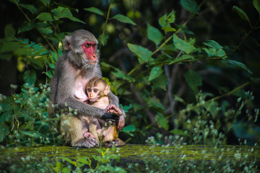 Mono rhesus con su cría