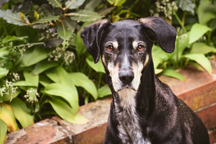 Perro huntaway de Nueva Zelanda