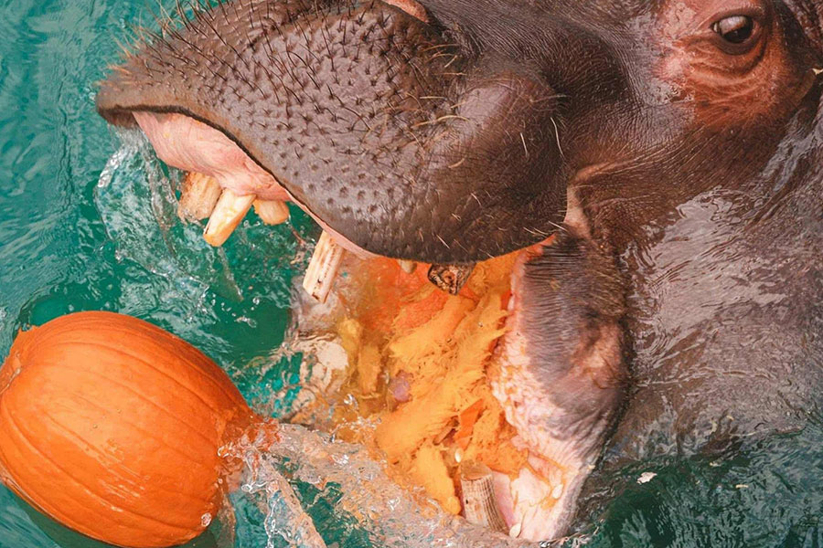 Hipopótamos a los que les gusta refrescarse en el agua