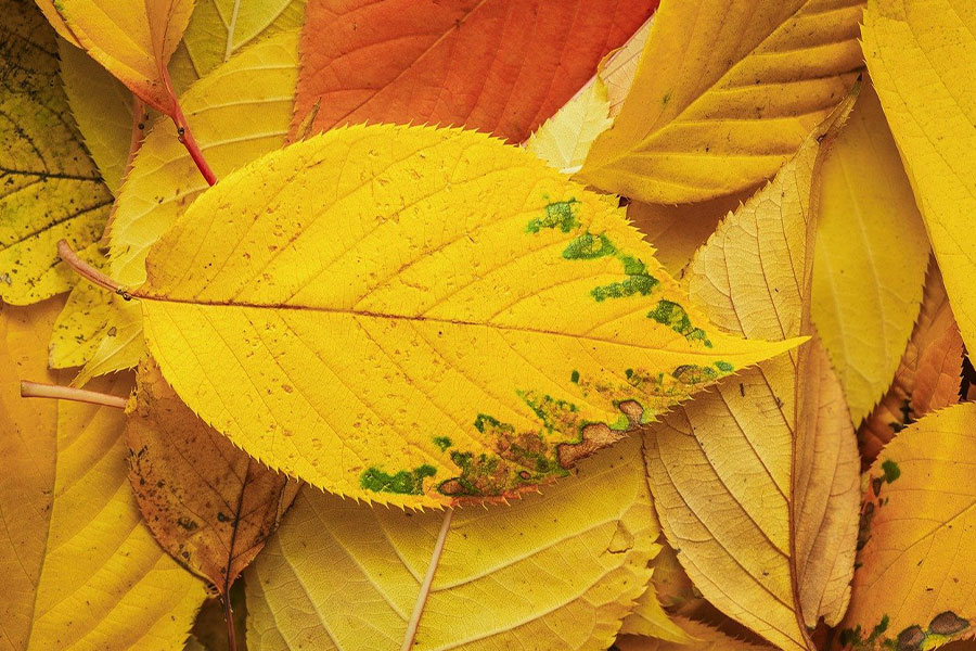 Autumn leaf leaves fall