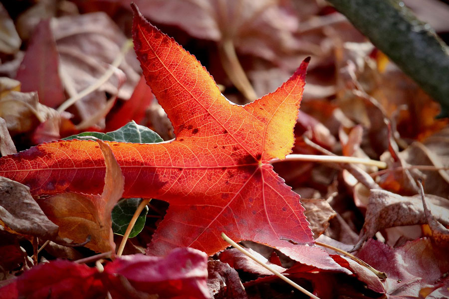 Sweet gum red leaf fallen