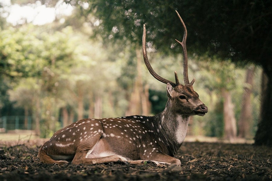 Chital conocido como ciervo axis