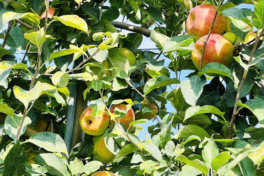 Apple with distinctive yellow green to golden yellow color