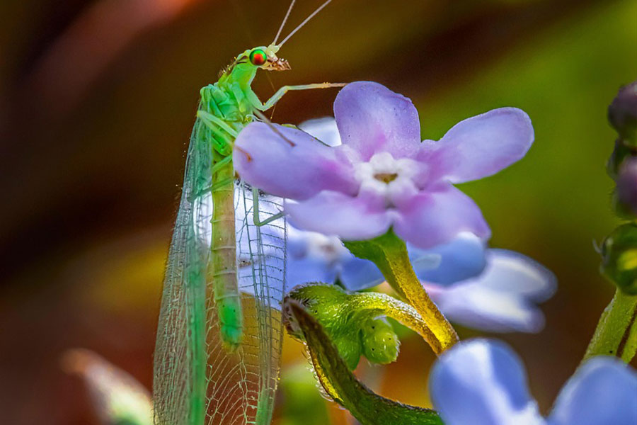 Green lacewing bug insect