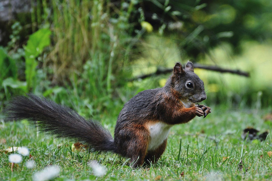 Ardilla común en Eurasia