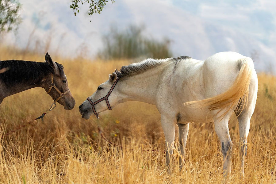 Caballo negro, marrón y blanco en el campo