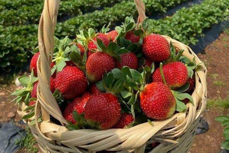 Strawberry fruits from farm plantation