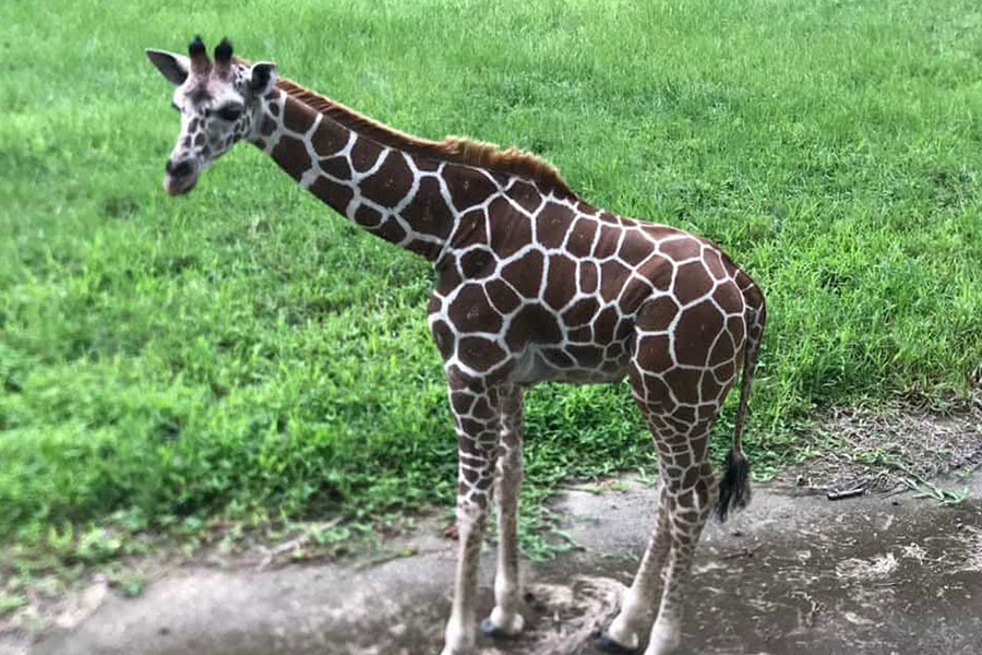 Una jirafa reticulada