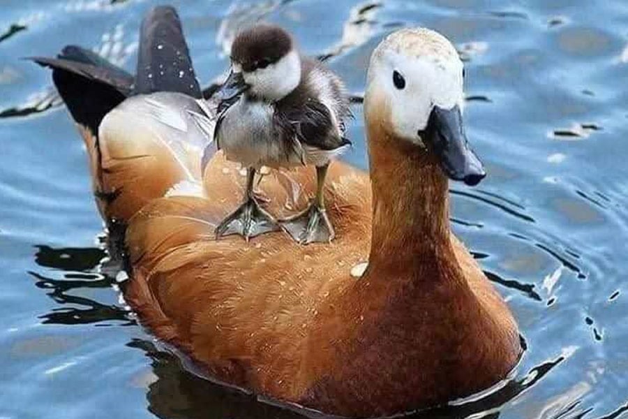 Pato rojo flota con bebé en la espalda