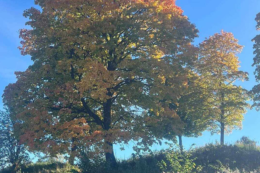 Sugar maple tree in autumn