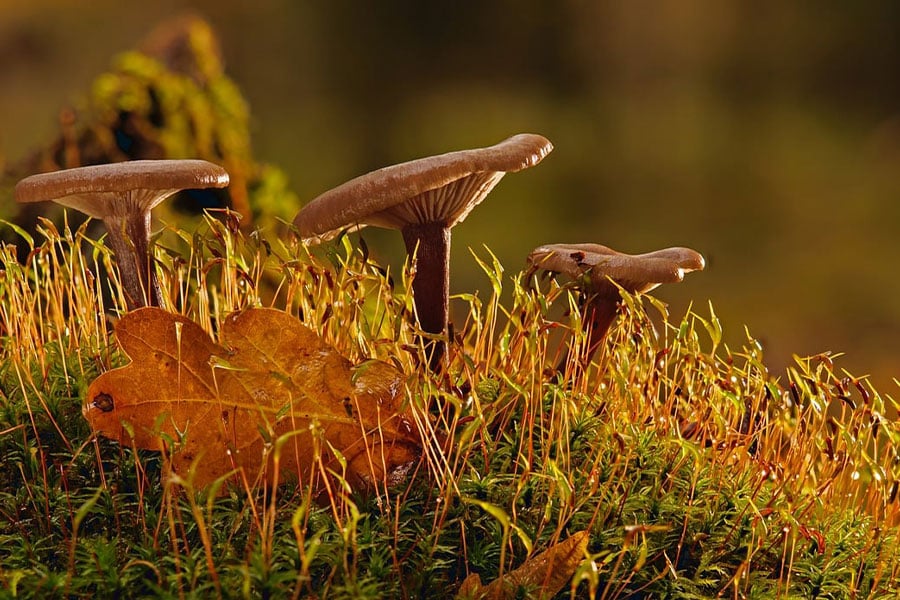 Three mushrooms shine by sun