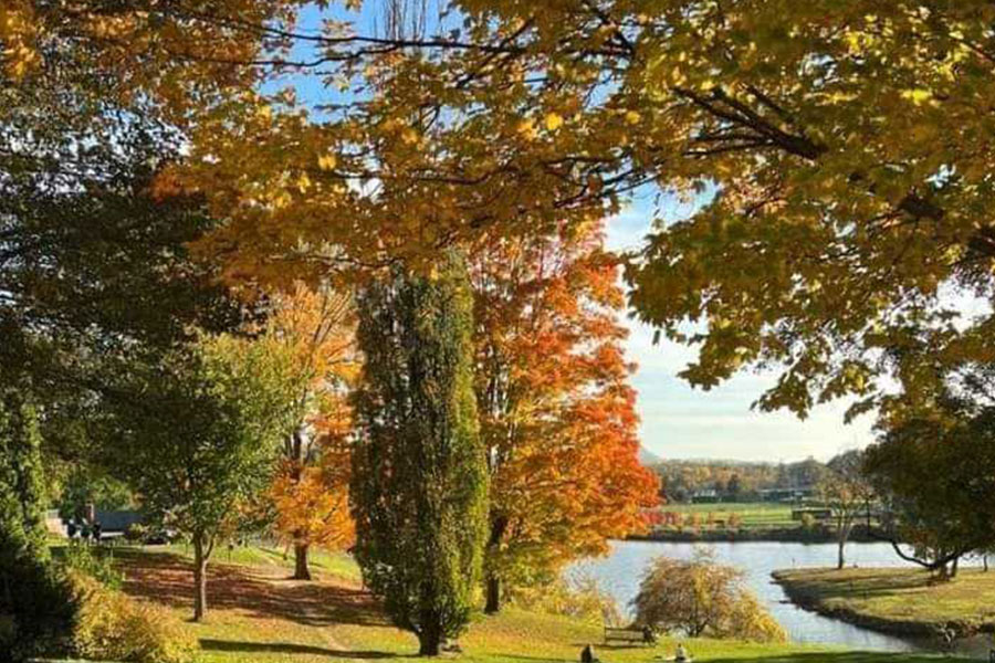 Autumn landscape trees bearing golden yellow orange leaves