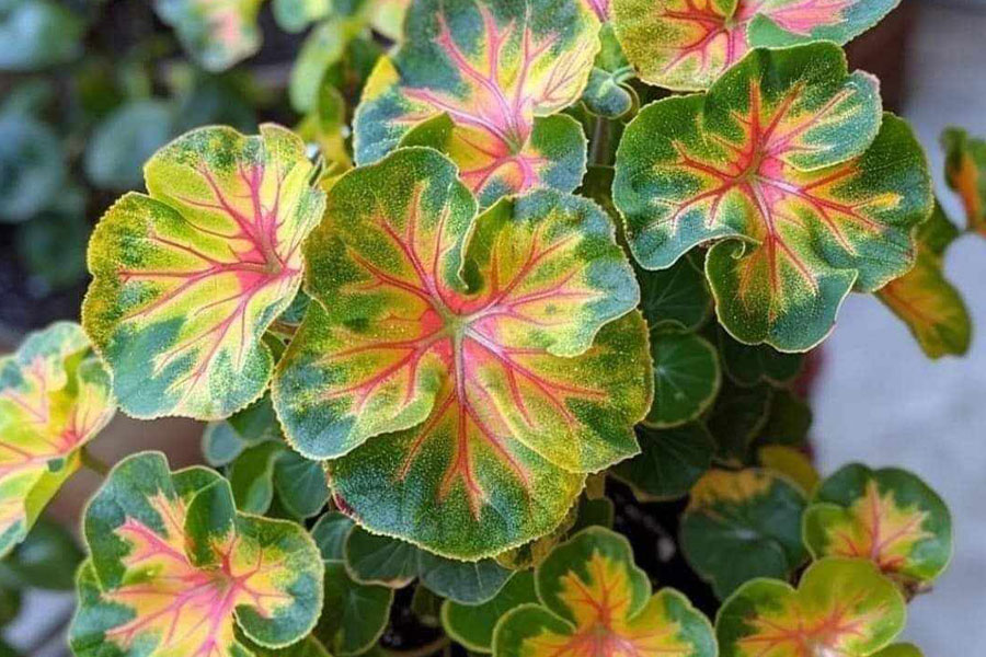 Pianta di pelargonio popolare per il balcone