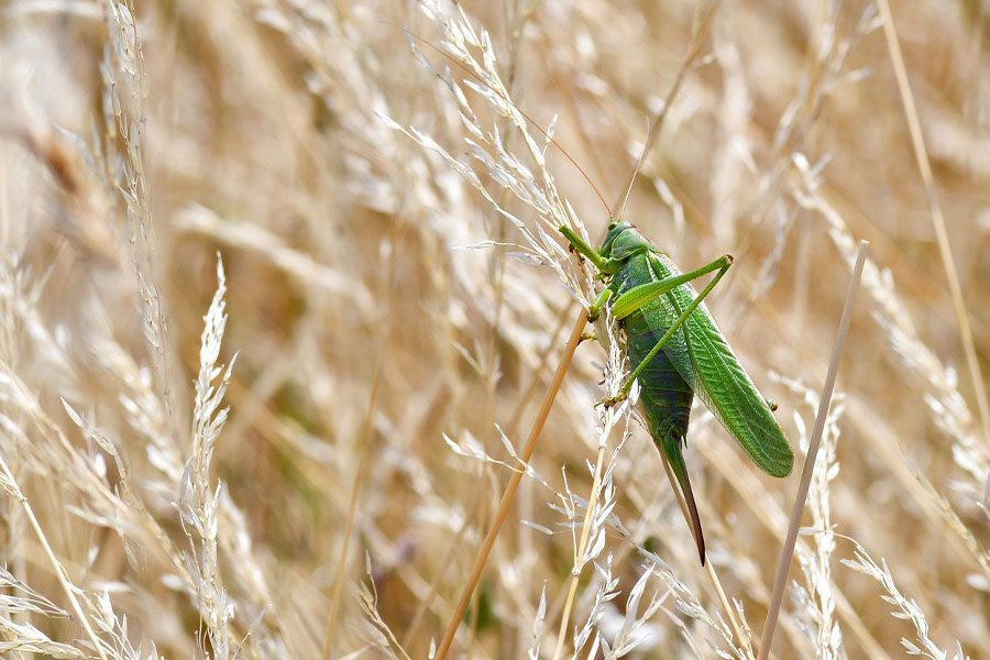 Great green bush cricket
