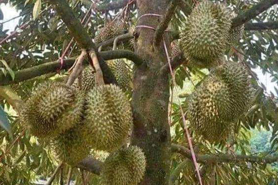 Durian montong edible fruit