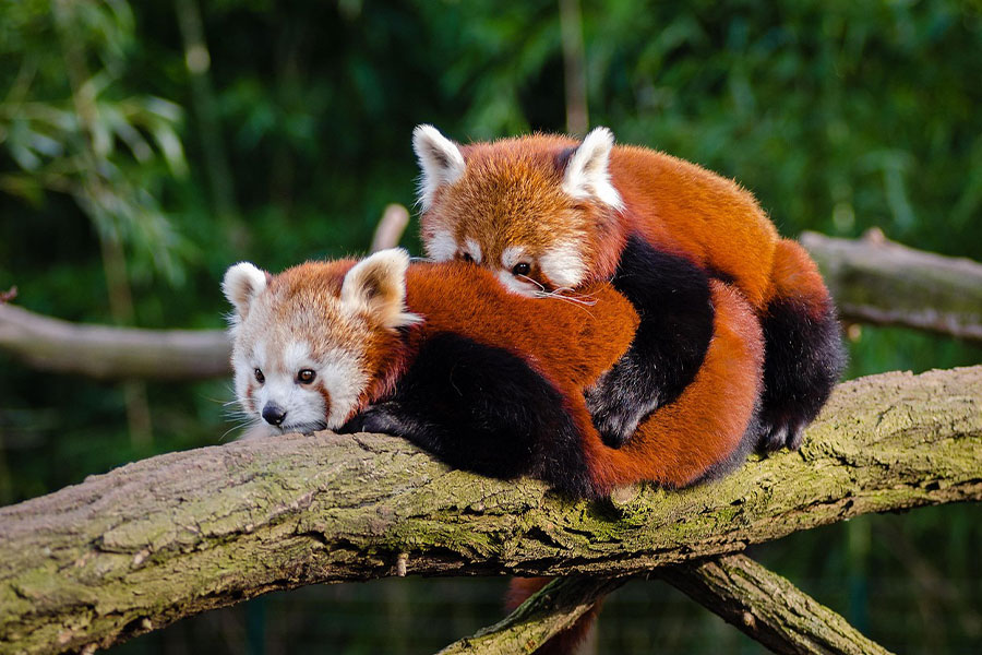 Dos pandas rojos se abrazan