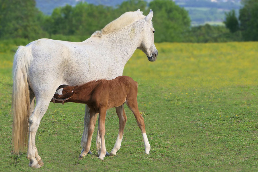Madre blanca con poni marrón naturaleza