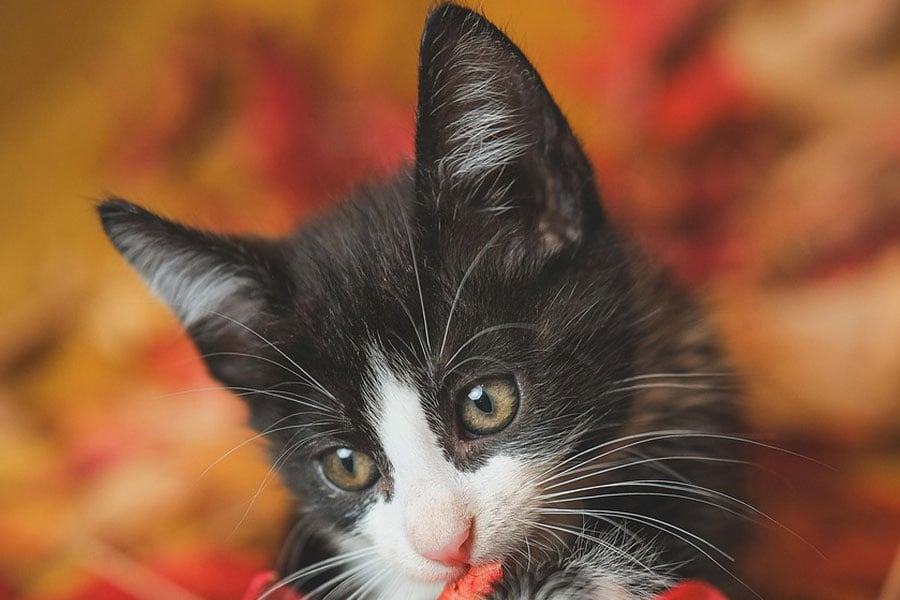 Lindo gatito blanco y negro en hojas de colores otoñales