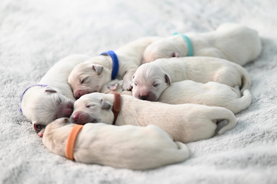 Siete lindos cachorros de perro