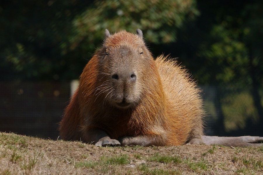 Enorme animal capibara