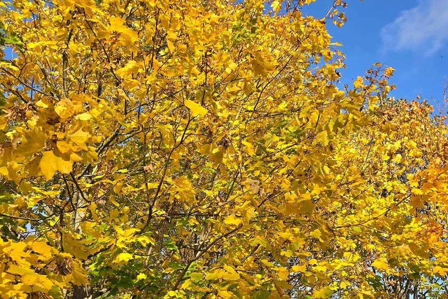Looks like Norway maple tree autumn vibrant yellow leaves