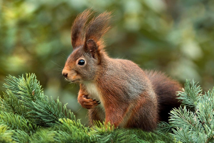 Antílope berrendo de Dakota del Sur 2