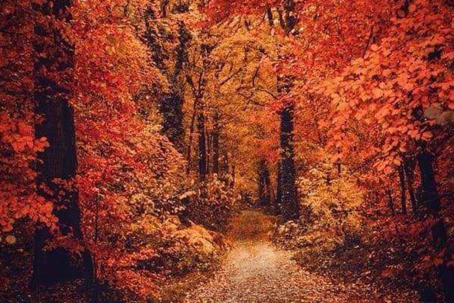 The red forest autumn