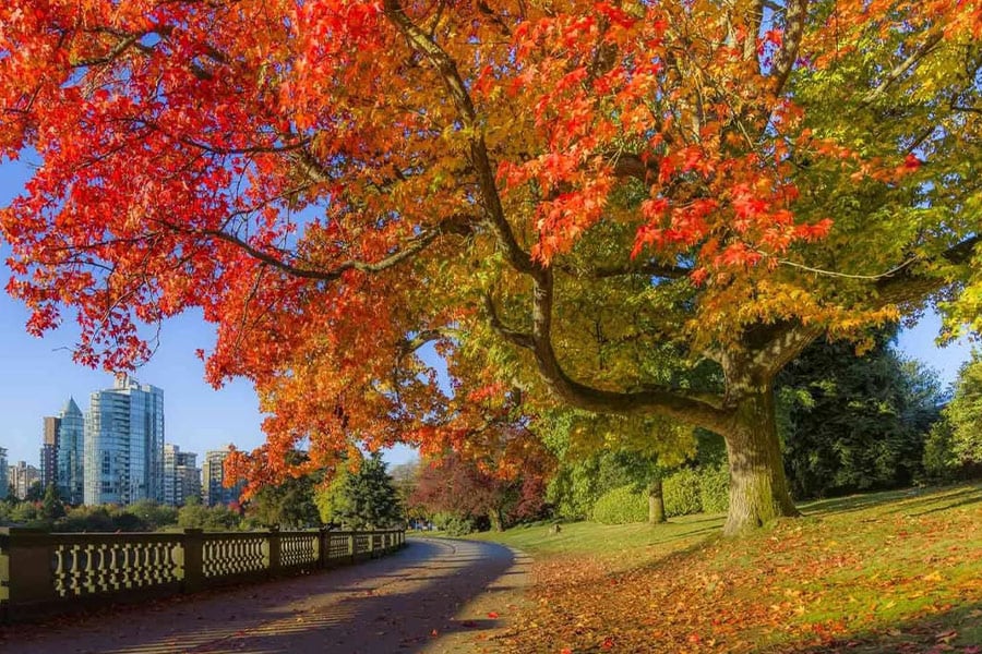 Somewhere stanley park