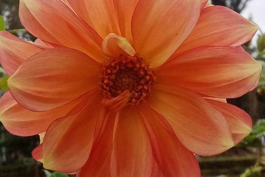 Fiore di dalia pinnata arancione