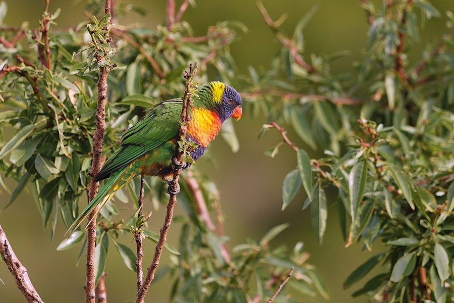 Regenbogenlori-Vögelchen