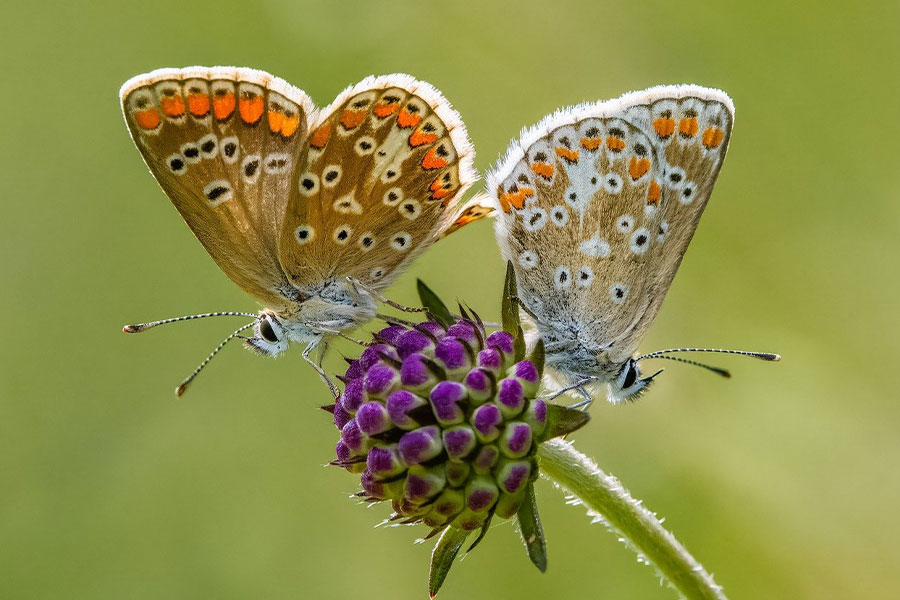Mating brown argus butterflies