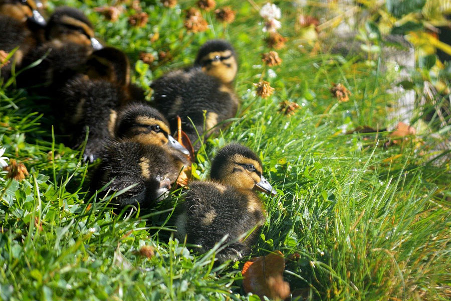 Polluelos crías de patitos