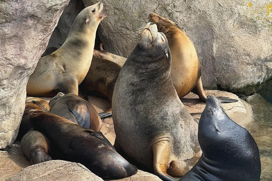 Un grupo de leones marinos descansando sobre las rocas.