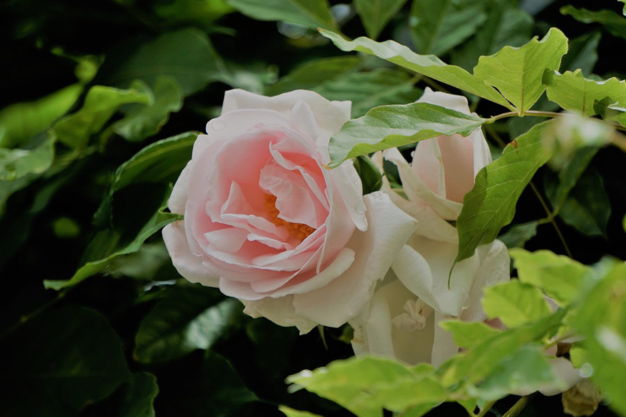 Fleur rose blanche flore