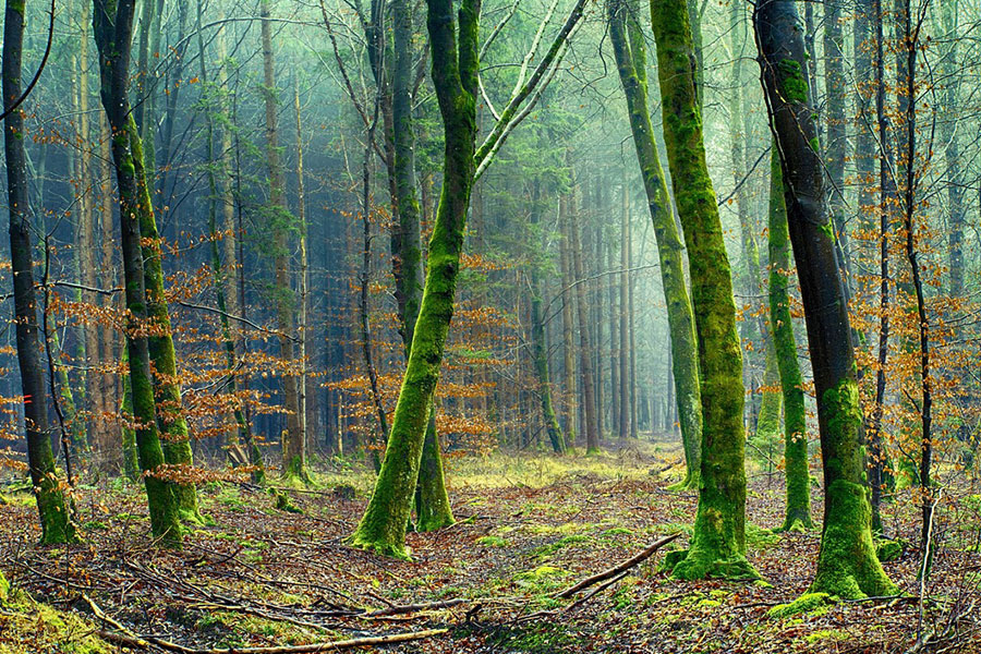 Forest photo branches of trees