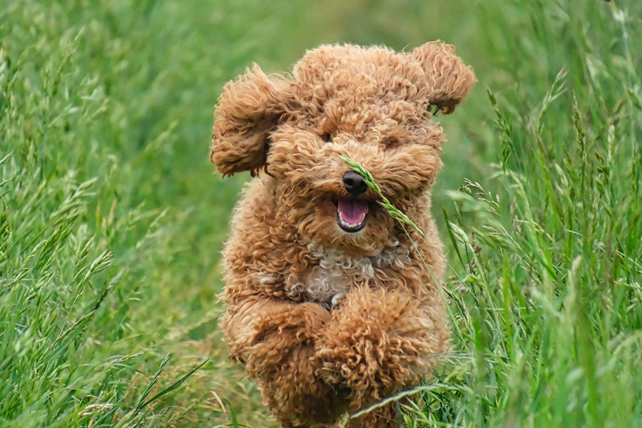 Caniche marrón rizado