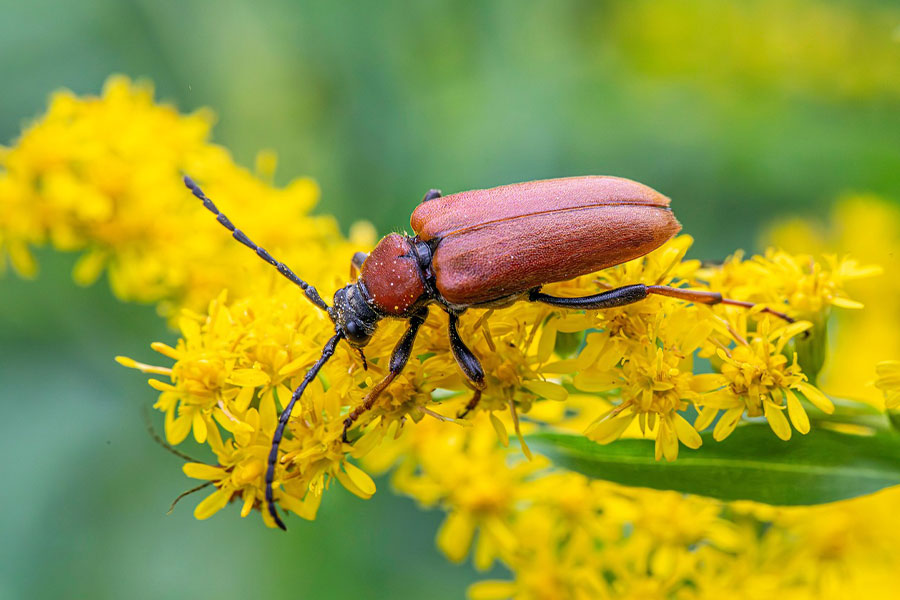 Red brown longhorn beetle bug