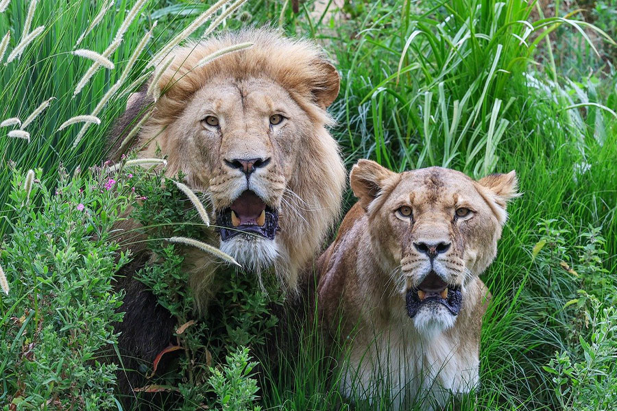 Dos leonas enormes con la boca abierta