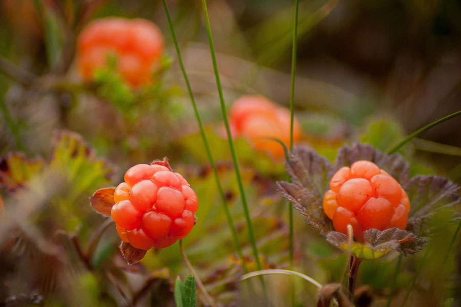 Cloudberry fruits