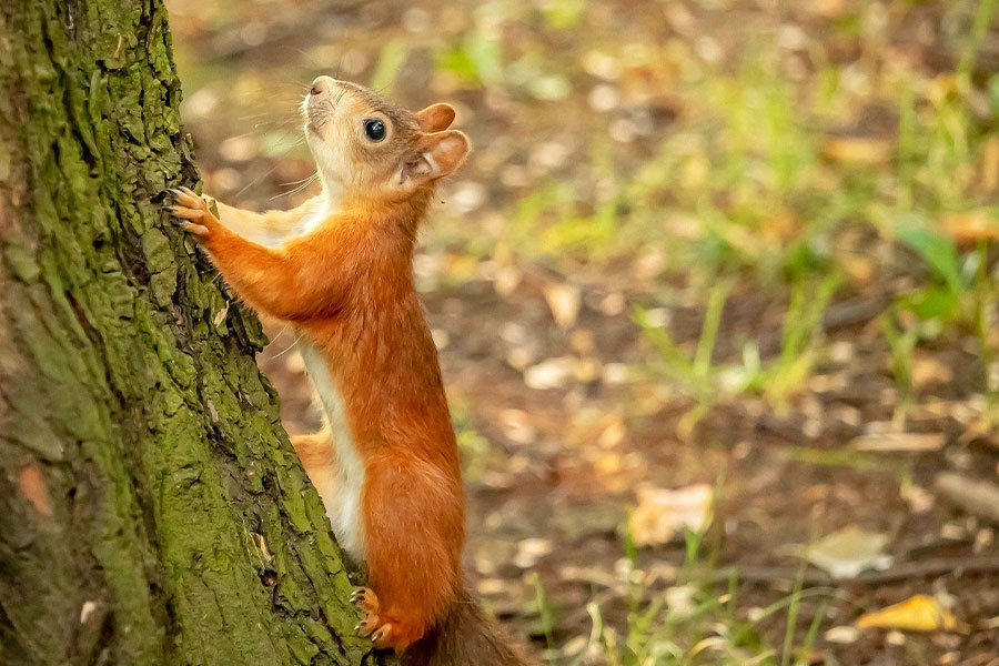 Ardilla de imagen cercana