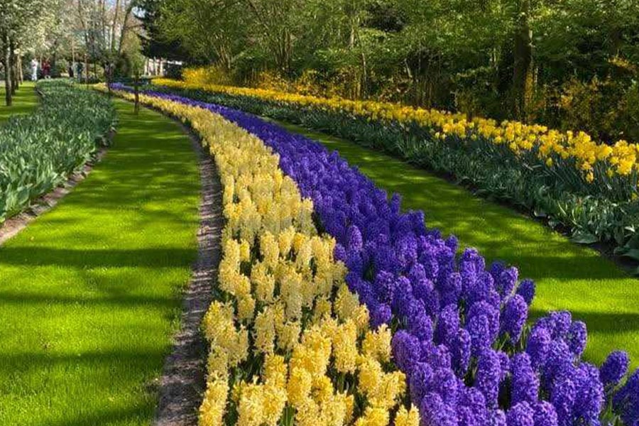 Magnifique paysage de jacinthes jaunes et bleues