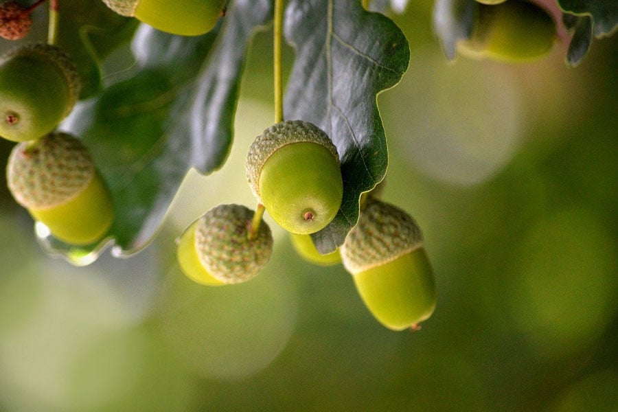 Acorns oak leaves