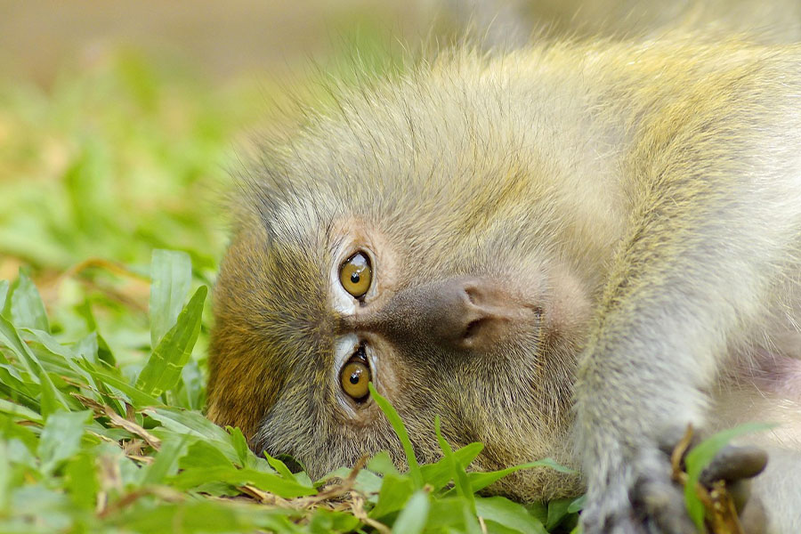 Hermosa foto de un mono acostado