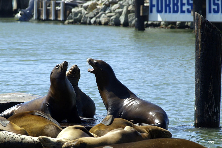 Leones marinos parlantes