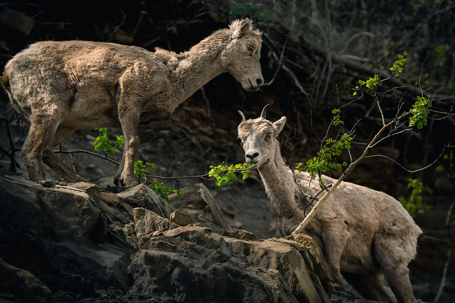 Cabras montesas animales