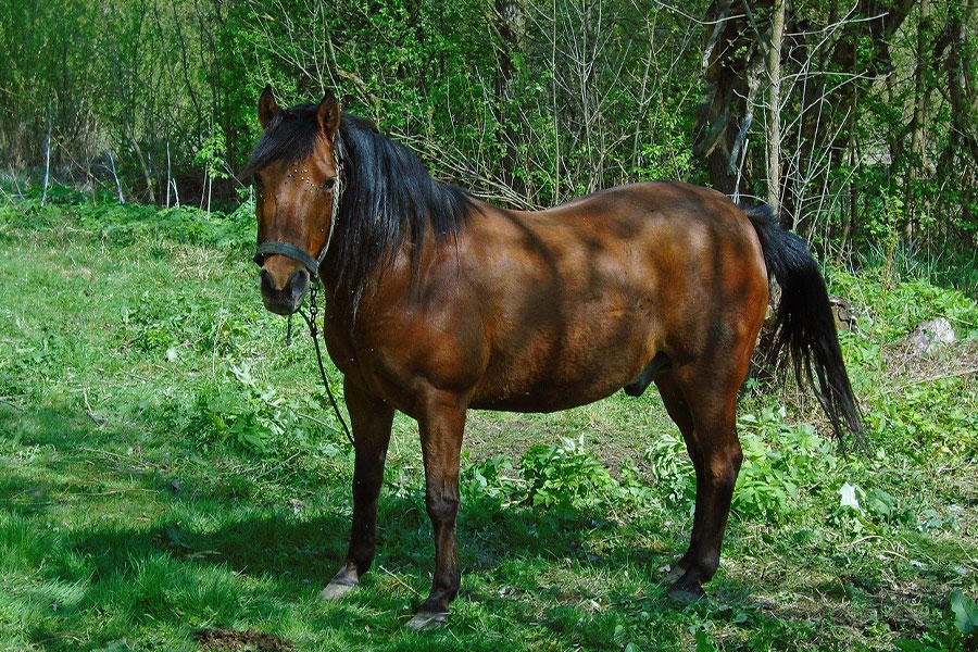 Caballo marrón en un prado verde