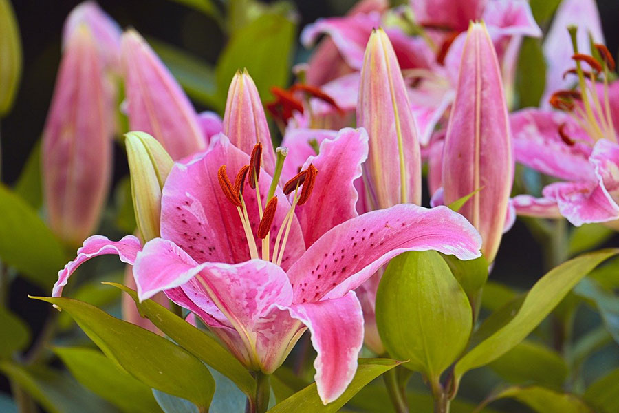 Belles fleurs de lys