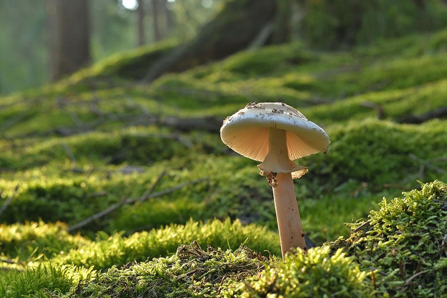 Mushroom pearl fungus forest
