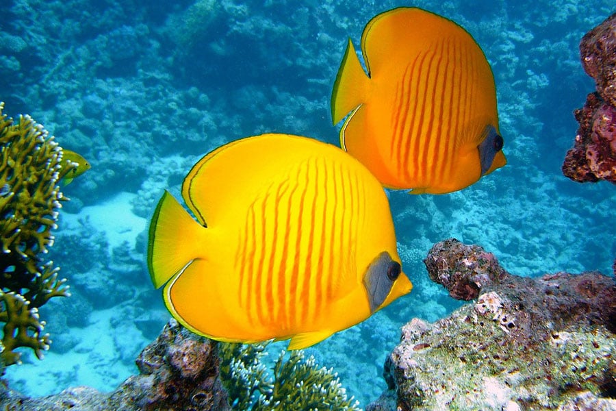 Peces mariposa limón