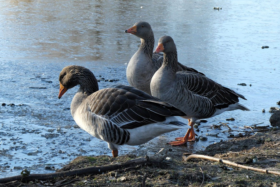 Aves acuáticas gansos